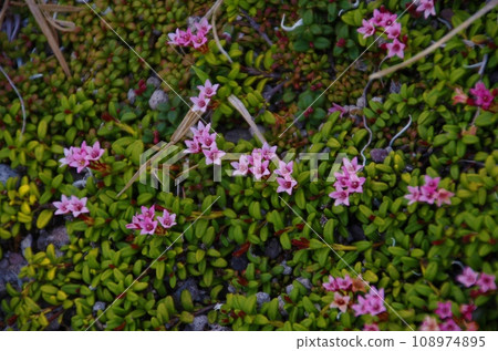 Minezuo, an alpine plant from Daisetsuzan, Hokkaido Minezuo, an alpine plant from Daisetsuzan, Hokkaido 108974895