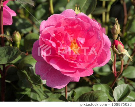 Care Free Wonder ASO MILK FACTORY 熊本縣阿蘇市花麻美小里 108975023