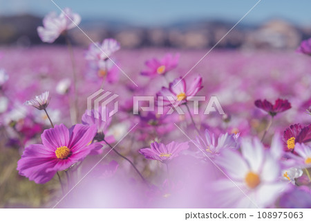 Cosmos field (Fujiwara Palace ruins) 108975063