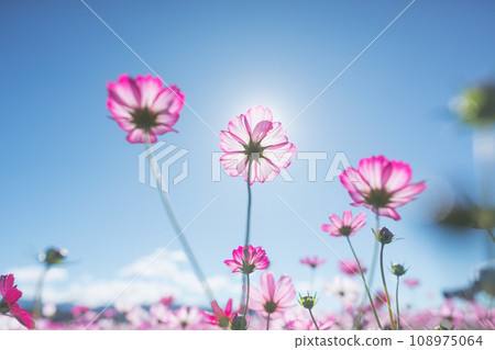 Cosmos field (Fujiwara Palace ruins) 108975064