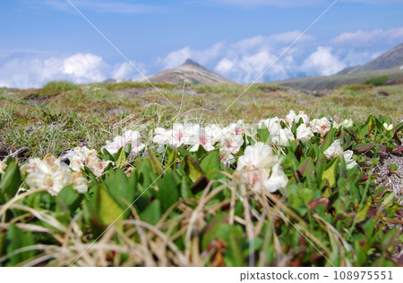Colony of alpine plants and rhododendrons in Daisetsuzan, Hokkaido Colony of alpine plants and rhododendrons in Daisetsuzan, Hokkaido 108975551
