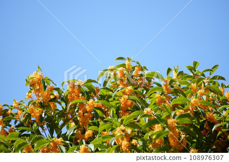 橙桂花藍天2 橙桂花藍天2 108976307