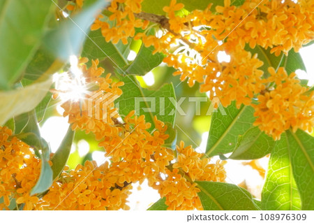 桂花在燈光下閃閃發光 桂花在燈光下閃閃發光 108976309