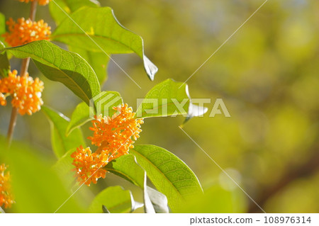 Orange osmanthus bathing in light 8 Orange osmanthus bathing in light 8 108976314