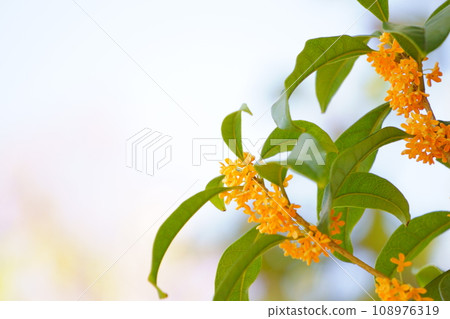 橙桂花曬燈3 橙桂花曬燈3 108976319