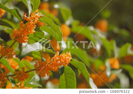 orange osmanthus flowers 9 108976322