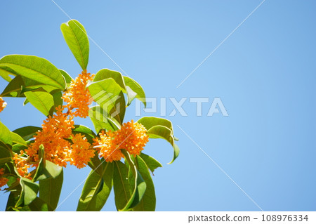 映襯藍天的桂花1 映襯藍天的桂花1 108976334