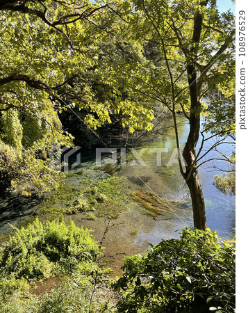 靜岡縣駿東郡清水町柿田川公園 靜岡縣駿東郡清水町柿田川公園 108976529