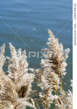 Reed cob on the Shinano River and Yasuragi Embankment Reed cob on the Shinano River and Yasuragi Embankment 108976619
