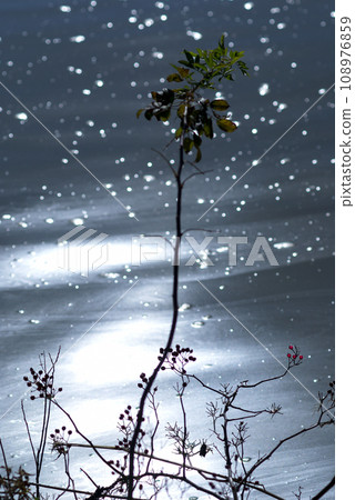 信濃川和安城堤上的野玫瑰果 信濃川和安城堤上的野玫瑰果 108976859