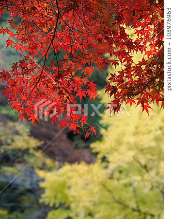A ginkgo tree with yellow leaves and a bright maple tree 108976963