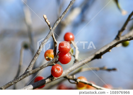 秋季水果 108976966