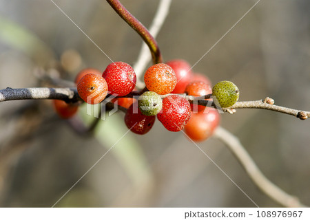 autumn fruit autumn fruit 108976967