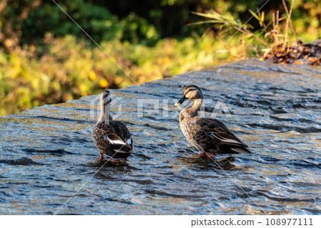 兩隻斑嘴鴨在堰邊尋找食物 108977111