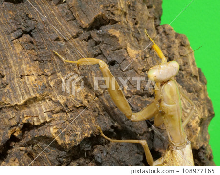 Mantis climbing a tree Mantis climbing a tree 108977165