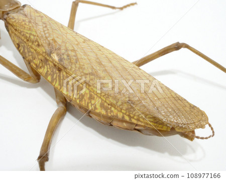 棕色螳螂下半身的特寫 108977166
