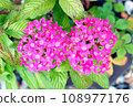 紅花星形五角星 108977176