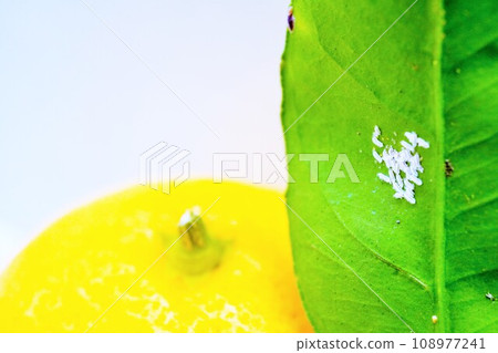 On a white background, small white pest insects, the Japanese scale insect, are attached to the underside of the leaves of Satsuma mandarin oranges. 108977241
