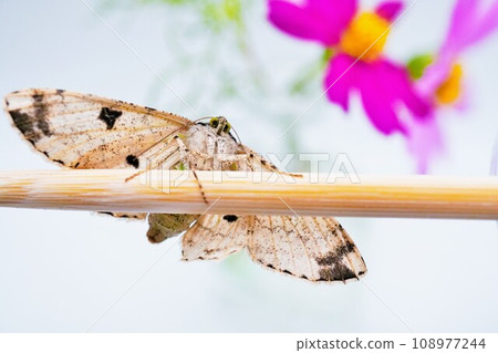 An adult of the artemisia moth perching on a cosmos flower and disposable chopsticks and looking at me on a white background An adult of the artemisia moth perching on a cosmos flower and disposable chopsticks and looking at me on a white background 108977244