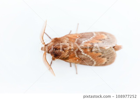 Brown pine moth perching on white background, overhead view 108977252