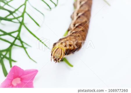 The larva of a brown moth named Strucion sparrow, caught on a pink grasshopper, facing towards you, on a white background The larva of a brown moth named Strucion sparrow, caught on a pink grasshopper, facing towards you, on a white background 108977260