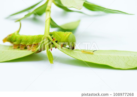 Young and middle-stage larvae of the Japanese hawkmoth facing each other on the underside of a leaf of a Japanese gardenia on a white background Young and middle-stage larvae of the Japanese hawkmoth facing each other on the underside of a leaf of a Japanese gardenia on a white background 108977268