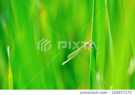 豆娘棲息在戶外的綠葉上 108977272