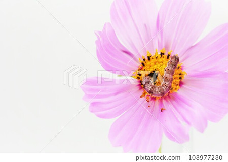 A bollworm moth larva eats by sticking its head into the tubular flower part of a pink cosmos flower on a white background 108977280