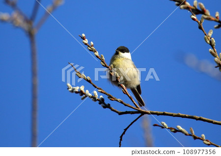 Willow tit 108977356
