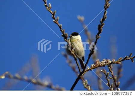 Willow tit 108977357