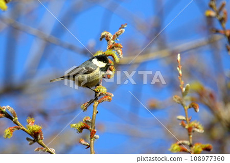 Willow tit 108977360