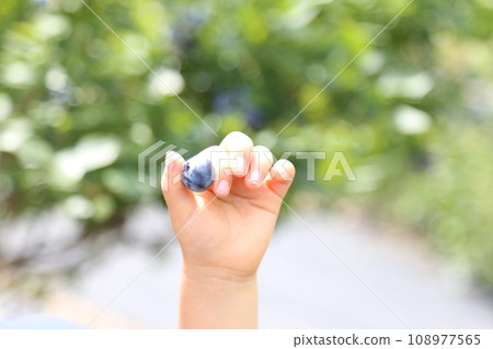拿著藍莓的孩子的手 108977565
