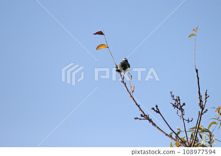 Pulsatilla on a tree branch in the park Pulsatilla on a tree branch in the park 108977594