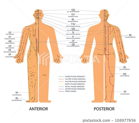 Body set front and back acupuncture scheme with points, Anterior and posterior meridians chart vector illustration Body set front and back acupuncture scheme with points, Anterior and posterior meridians chart vector illustration 108977656