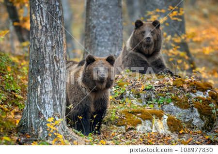 Two brown bear in autumn forest. Animal in nature habitat 108977830