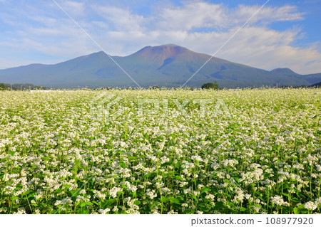 Mt. Asama and buckwheat field 108977920