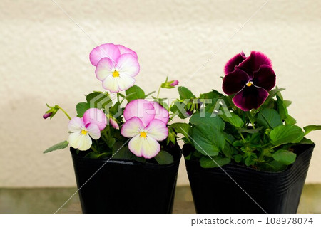 Viola flowers planted in pots, pansy seedlings in pots, viola planting, viola seedlings in pots 108978074