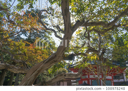 老 Sarusuri 樹和 Maniden 108978248