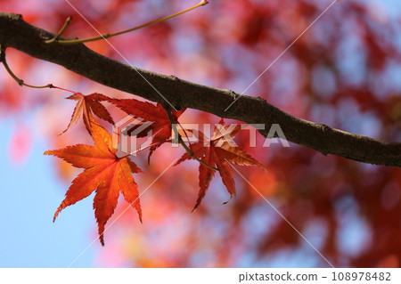 Momiji on crimson foliage season Momiji on crimson foliage season 108978482