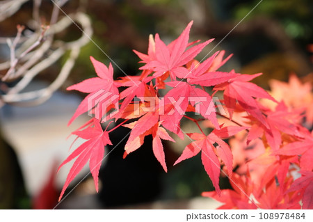 紅葉季節的紅葉 紅葉季節的紅葉 108978484