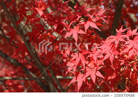 紅葉季節的紅葉 紅葉季節的紅葉 108978486