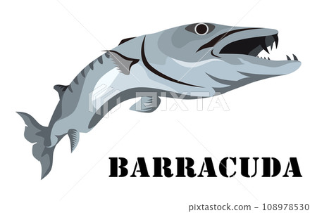 barracuda 108978530