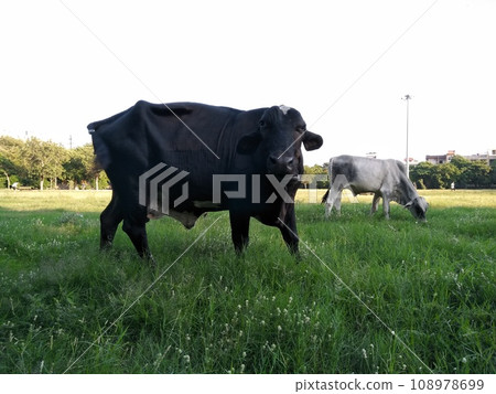 A picture of cow eating grass in garden 108978699