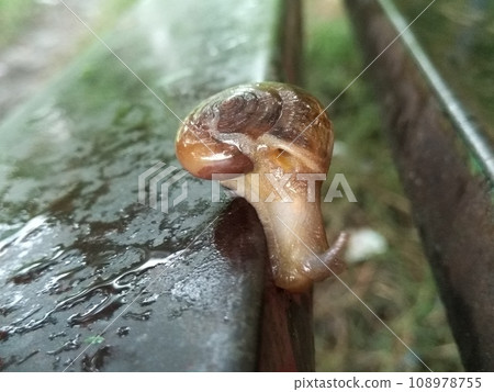 A picture of land snail with blur background 108978755