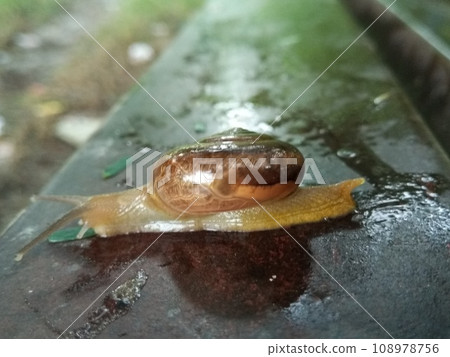 A picture of land snail with blur background 108978756