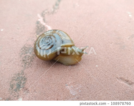 A picture of land snail with blur background 108978760
