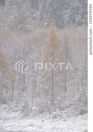 積雪覆蓋的森林(翁原湖周圍) 積雪覆蓋的森林(翁原湖周圍) 108979389
