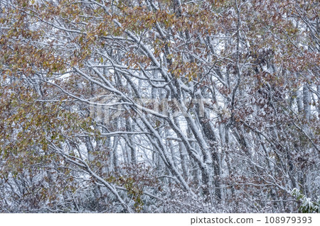 Snow covered forest (around Lake Onbara) Snow covered forest (around Lake Onbara) 108979393