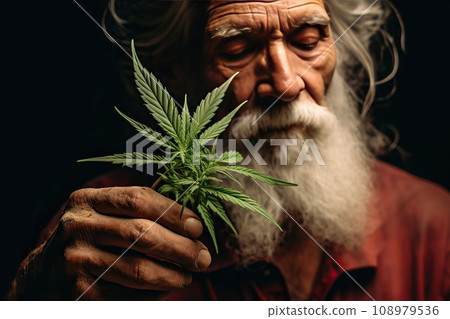 a man holds a top of a marijuana bush in his hands. a man holds a top of a marijuana bush in his hands. 108979536