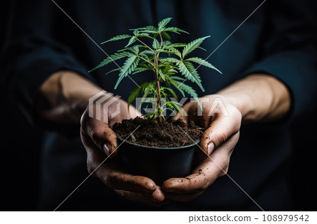 A man is holding a small bush of marijuana for planting in the ground. A man is holding a small bush of marijuana for planting in the ground. 108979542